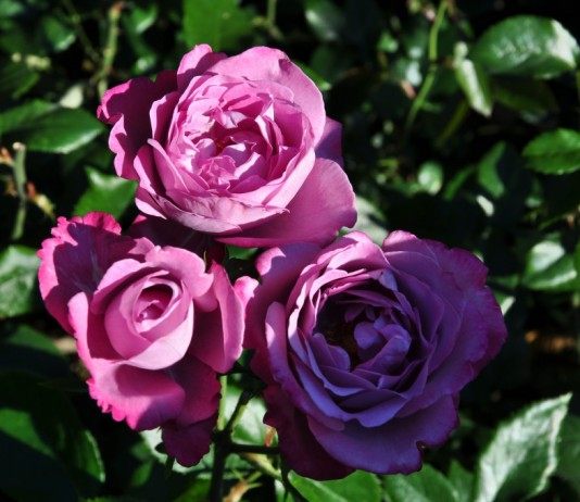 Роза 'Blue River'