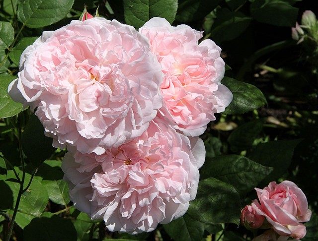 Роза «Наследие» (Rosa ‘Heritage’)