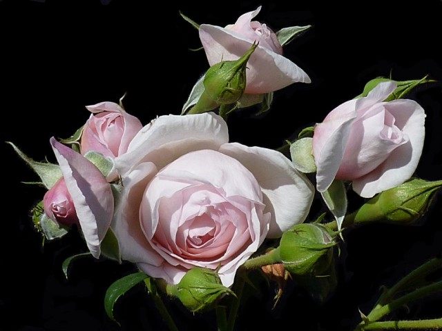 Роза «Наследие» (Rosa ‘Heritage’)