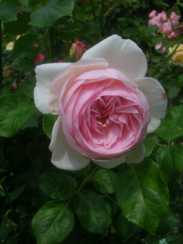 Роза «Наследие» (Rosa ‘Heritage’)