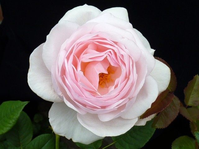 Роза «Наследие» (Rosa ‘Heritage’)
