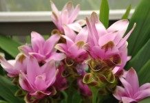 Цветы Куркумы частухолистной