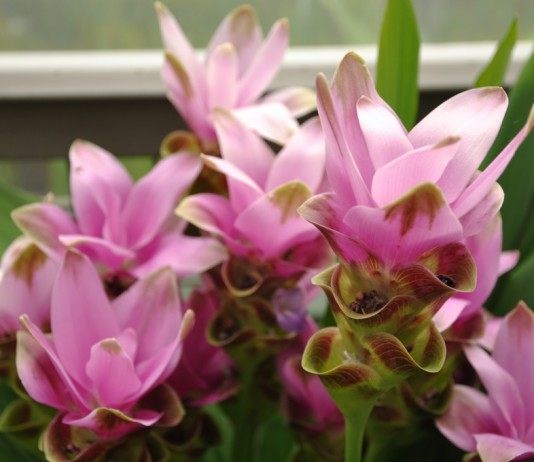 Цветы Куркумы частухолистной