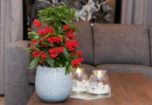 Ардизия, или Ардисия (Ardisia)