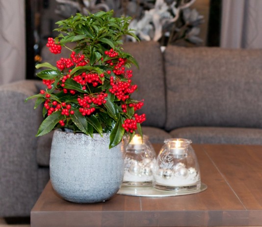 Ардизия, или Ардисия (Ardisia)