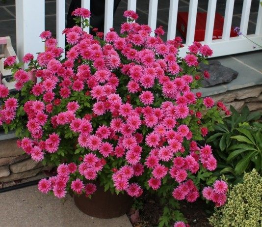 Секреты выращивания горшечных хризантем - Цветы многолетние Горшечная хризантема