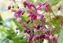 Горянка, или Эпимедиум красный (Epimedium x rubrum)