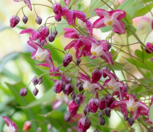 Горянка, или Эпимедиум красный (Epimedium x rubrum)