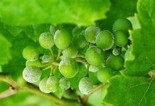 Оидиум или настоящая мучнистая роса на винограде