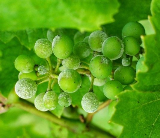 Защита винограда от грибковых заболеваний - Ягодник Оидиум или настоящая мучнистая роса на винограде