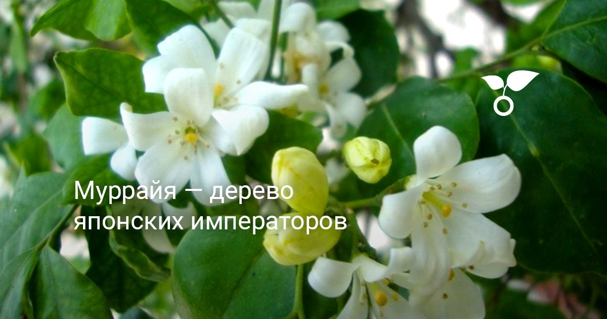 Qizning mushuki oqadi Yosh lezbiyenlar keksalar bilan