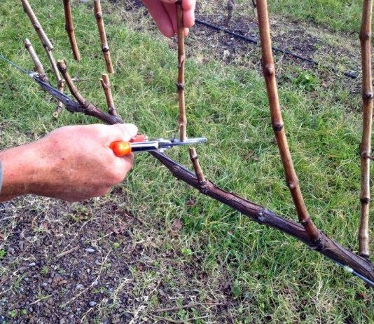 Виноградная лоза должна страдать. Обрезка - Ягодник Формирующая обрезка винограда