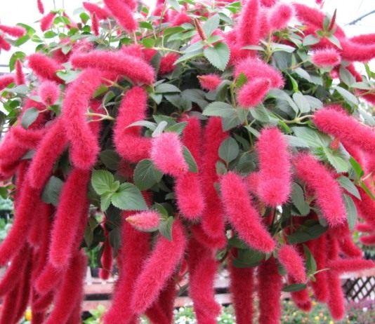 Акалифа и ее лисьи хвосты - Красивоцветущие Акалифа висячая