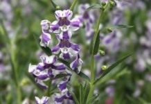 Ангелония (Angelonia)