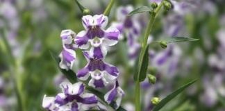 Ангелония (Angelonia)