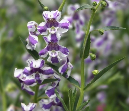 Ангелония (Angelonia)