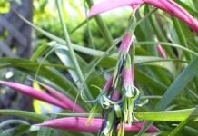 Бильбергия поникающая (Billbergia nutans)