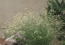 Бутелуа изящная, или пастбищная, москитная или бизонья трава (Bouteloua gracilis)