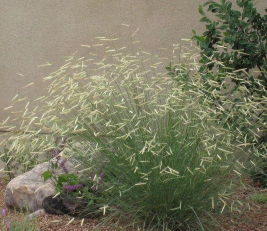 Бутелуа изящная, или пастбищная, москитная или бизонья трава (Bouteloua gracilis)