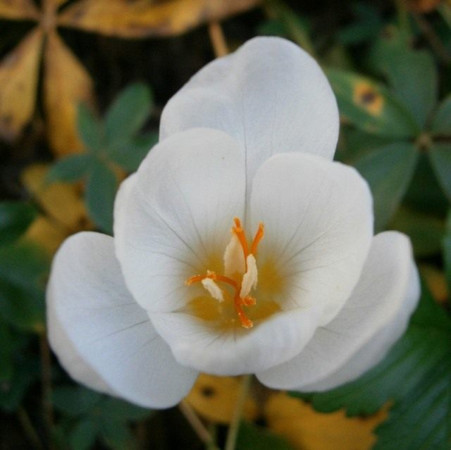 Шафран, или Крокус хорошенький, так же красивенький, сорт 'Zephyr' (Crocus pulchellus)
