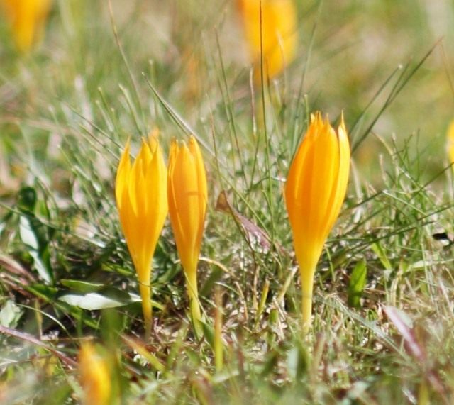 Шафран Шарояна, или Крокус Шарояна (Crocus scharojanii)
