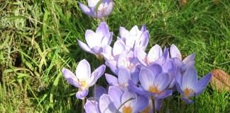 Шафран, или Крокус прекрасный (Crocus speciosus)