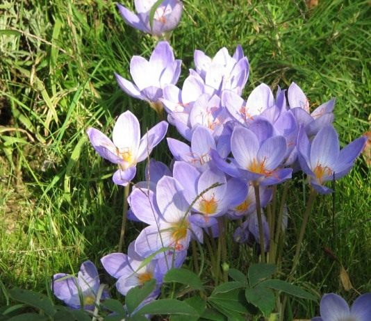 Осенние крокусы и особенности их выращивания - Цветы многолетние Шафран, или Крокус прекрасный (Crocus speciosus)