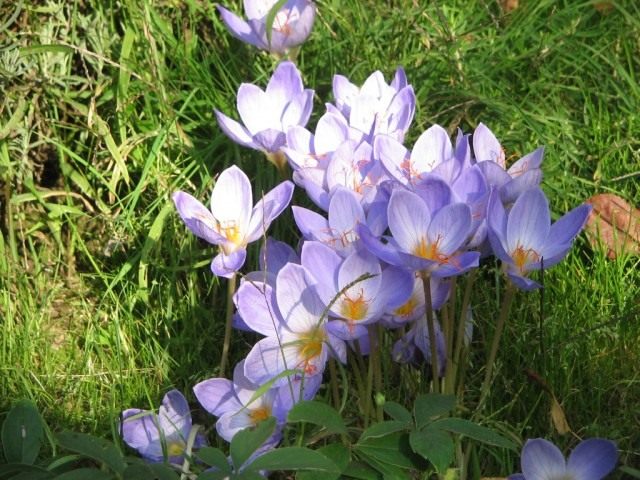 Шафран, или Крокус прекрасный (Crocus speciosus)