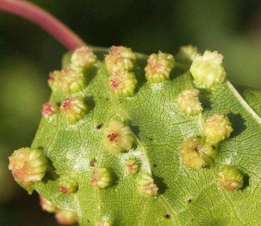 Защита винограда от вредителей - Ягодник Пораженный филлоксерой лист винограда