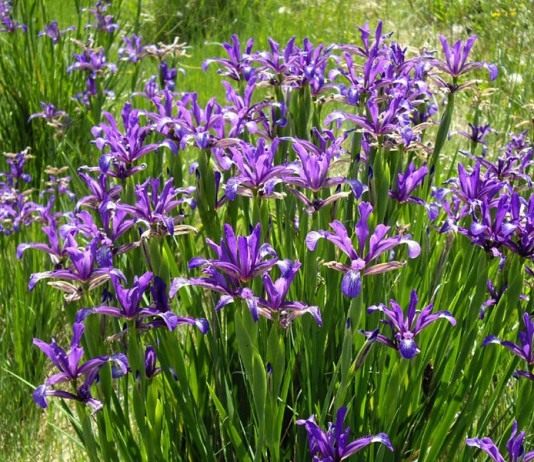 Неподражаемые спуриа ирисы - Цветы многолетние Ирисы спуриа, вар. maritima