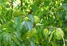 Маклюра оранжевая, или маклюра яблоконосная (Maclura pomifera)