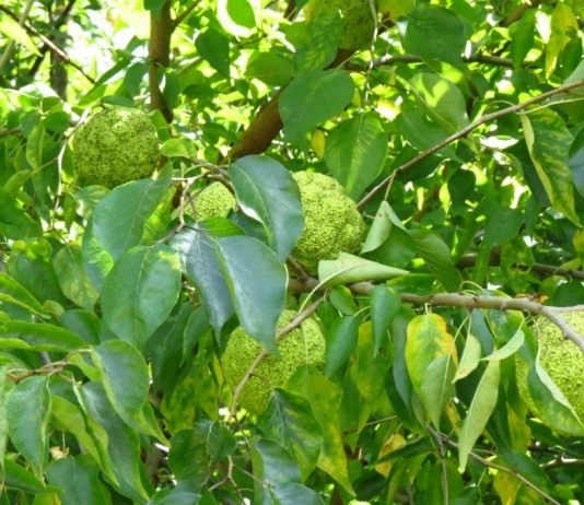 Маклюра оранжевая, или маклюра яблоконосная (Maclura pomifera)