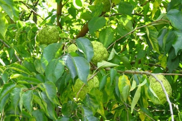 Маклюра оранжевая, или маклюра яблоконосная (Maclura pomifera) Маклюра оранжевая, или маклюра яблоконосная (Maclura pomifera)
