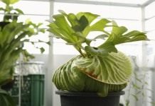 Платицериум Ридли (Platycerium ridleyi)