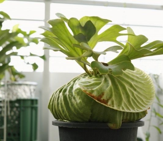 Платицериум Ридли (Platycerium ridleyi)