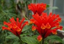 Скутеллярия костариканская, или шлемник костариканский (Scutellaria costaricana)