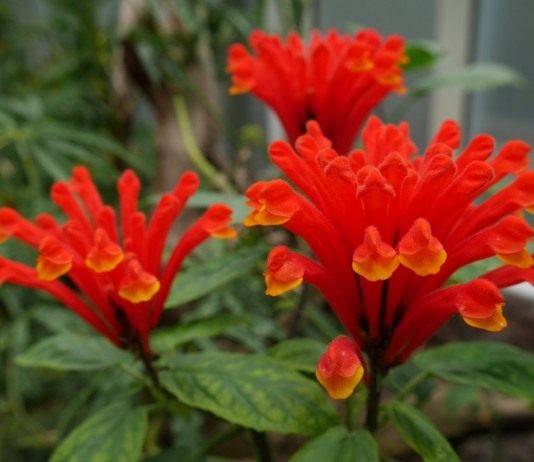 Фейерверк в горшке — шлемник коста-риканский - Редкие и необычные Скутеллярия костариканская, или шлемник костариканский (Scutellaria costaricana)