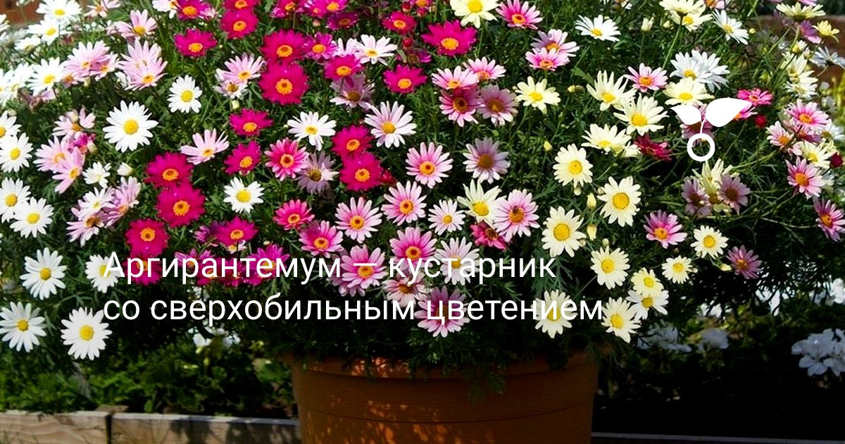 Аргирантемум — кустарник со сверхобильным цветением