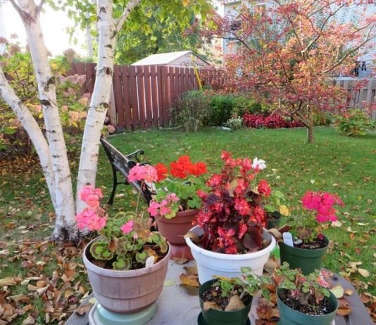 Календарь цветовода на октябрь - Цветник и ландшафт Позаботьтесь о горшечных растениях в саду