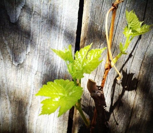 Виноградная лоза