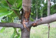 Рак на стволе молодой яблони