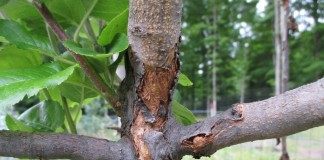 Рак на стволе молодой яблони