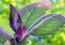 Гинура оранжевая (Gynura aurantiaca 'Purple Passion')