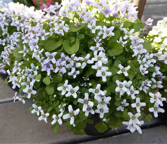 Ионопсодиум бесстебельный (Ionopsidium acaule)