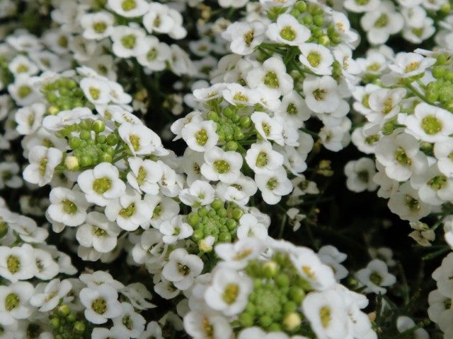 Лобулярия морская, или Газонница приморская (Lobularia maritima) Лобулярия морская, или Газонница приморская (Lobularia maritima)