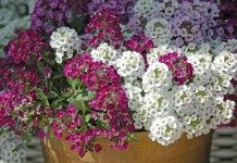 Лобулярия морская, или Газонница приморская (Lobularia maritima)