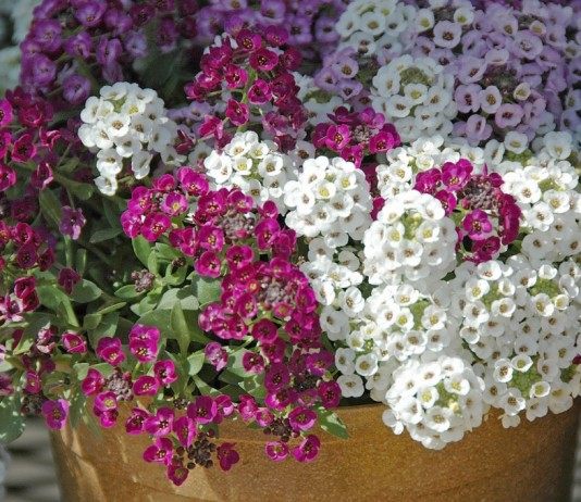 Лобулярия — неустанное цветение до конца сезона - Цветник и ландшафт Лобулярия морская, или Газонница приморская (Lobularia maritima)