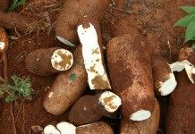 Корнеплод Маниока съедобного, кассава (Manihot esculenta)