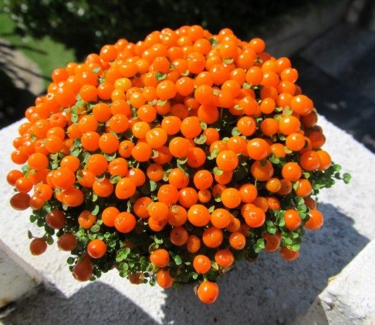 Нертера гренадская - Редкие и необычные Нертера гранадская (Nertera granadensis)