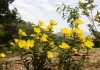 Ослинник кустарниковый, или Энотера кустарниковая (Oenothera fruticosa)